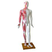 HeineScientific Life-Size Acupuncture Model with Wooden Base