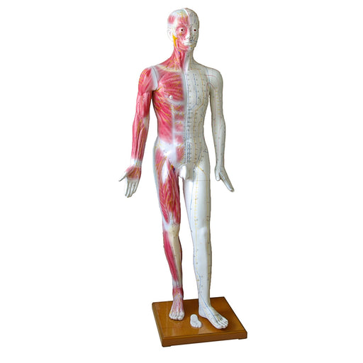 HeineScientific Life-Size Acupuncture Model with Wooden Base