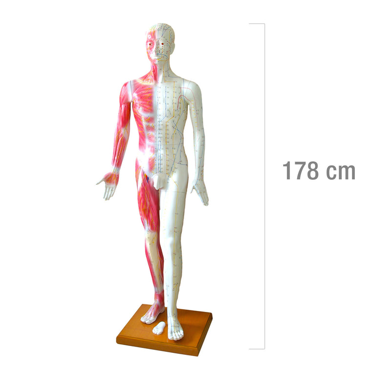 HeineScientific Life-Size Acupuncture Model with Wooden Base