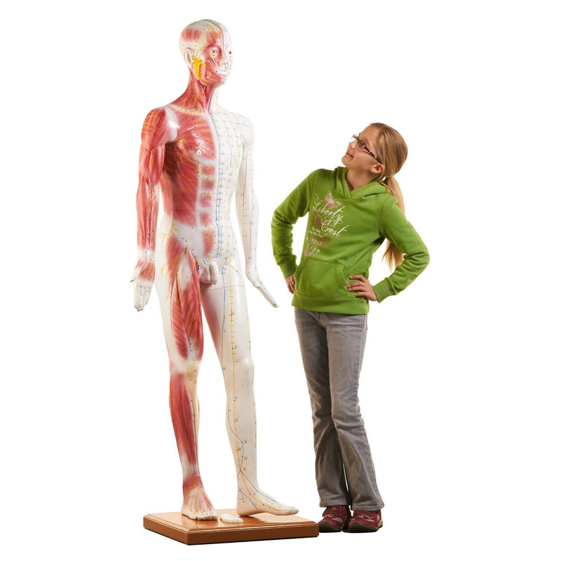 HeineScientific Life-Size Acupuncture Model with Wooden Base