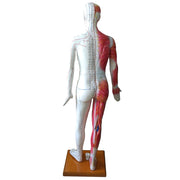 HeineScientific Life-Size Acupuncture Model with Wooden Base