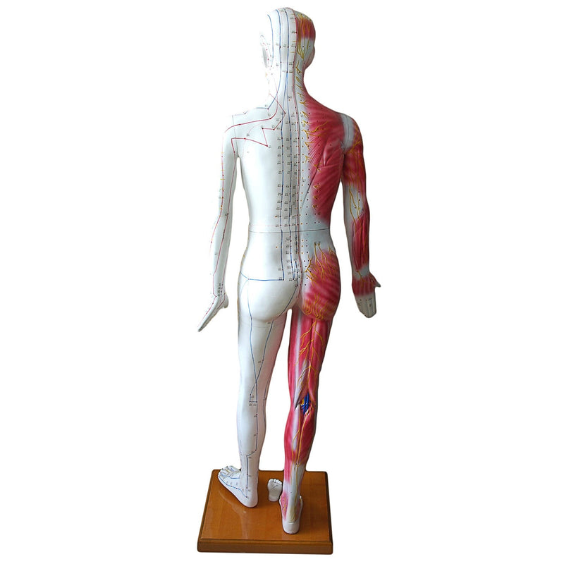 HeineScientific Life-Size Acupuncture Model with Wooden Base