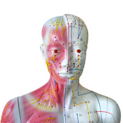 HeineScientific Life-Size Acupuncture Model with Wooden Base