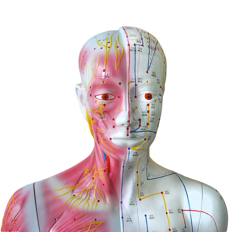 HeineScientific Life-Size Acupuncture Model with Wooden Base