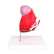 HeineScientific Male Bladder Anatomical Model