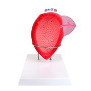 HeineScientific Male Bladder Anatomical Model