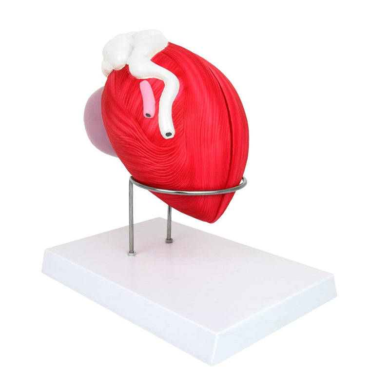 HeineScientific Male Bladder Anatomical Model