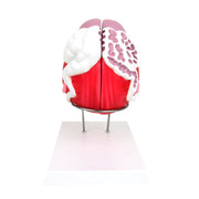 HeineScientific Male Bladder Anatomical Model