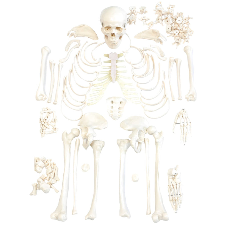 HeineScientific Disassembled Human Skeleton Model