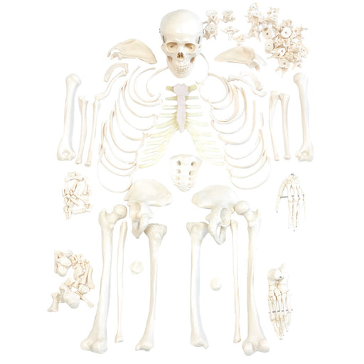HeineScientific Disassembled Human Skeleton Model