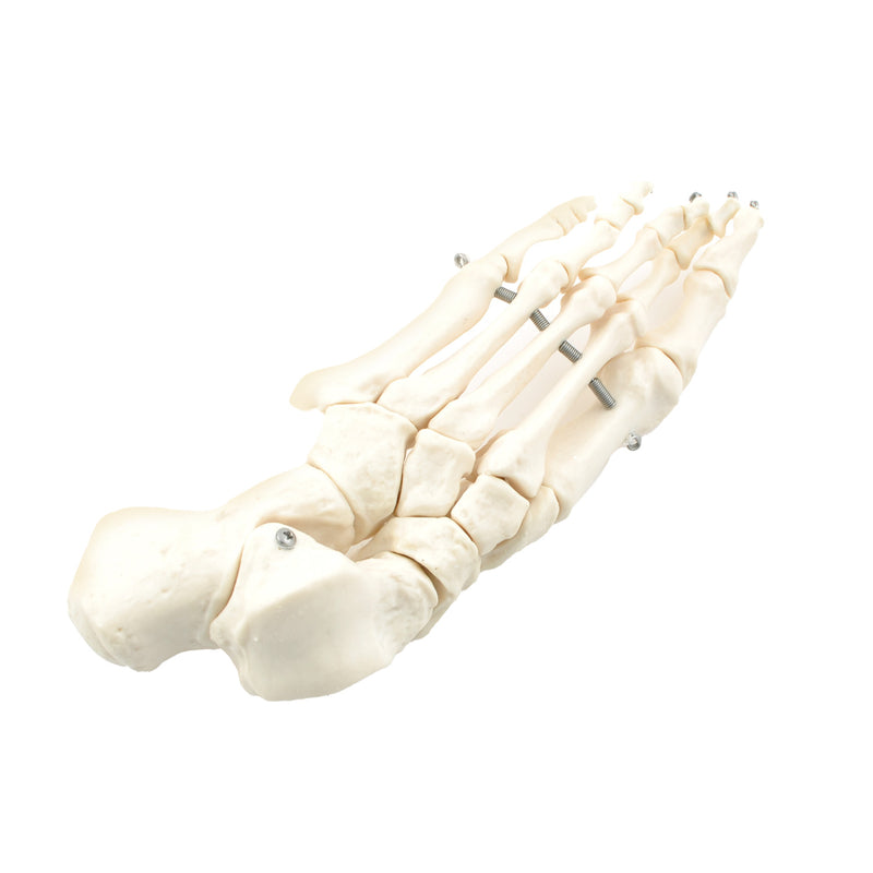 HeineScientific Disassembled Human Skeleton Model