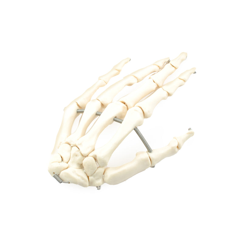 HeineScientific Disassembled Human Skeleton Model