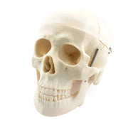HeineScientific Disassembled Human Skeleton Model