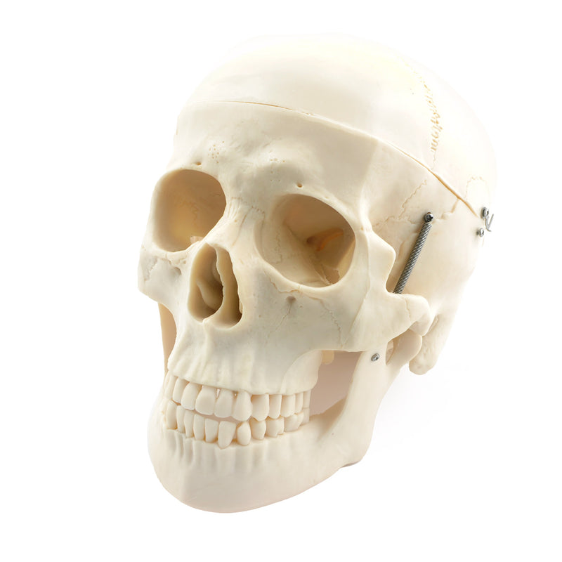 HeineScientific Disassembled Human Skeleton Model