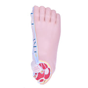 HeineScientific Foot Malpositions Anatomical Model Set