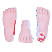 HeineScientific Foot Malpositions Anatomical Model Set