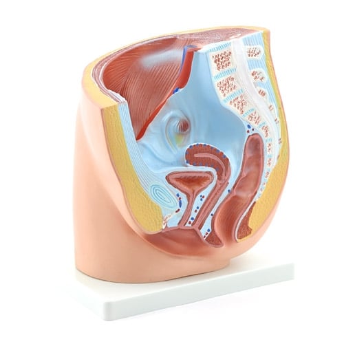 HeineScientific Female Pelvic Model with Stand