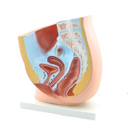 HeineScientific Female Pelvic Model with Stand