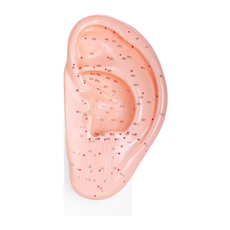 HeineScientific Ear Acupuncture Anatomical Model with Base