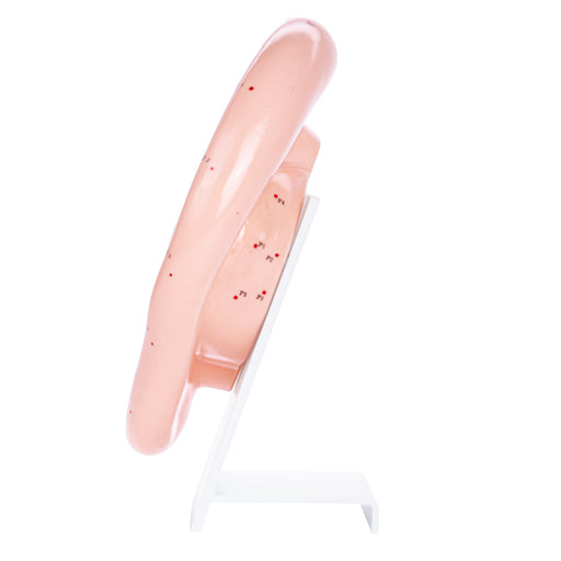 HeineScientific Ear Acupuncture Anatomical Model with Base