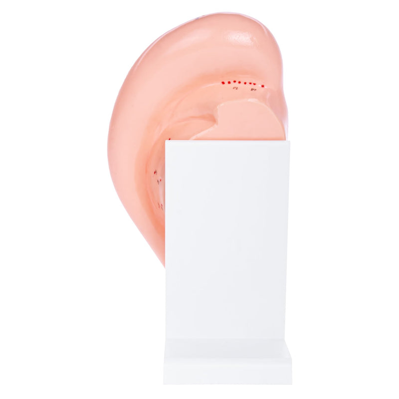 HeineScientific Ear Acupuncture Anatomical Model with Base