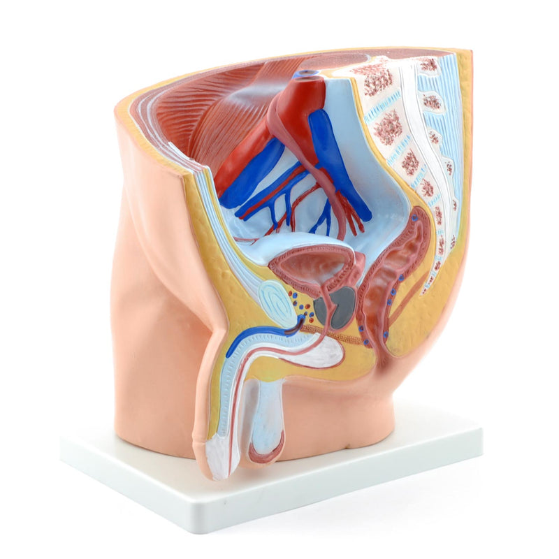 HeineScientific Male Pelvis Anatomical Model
