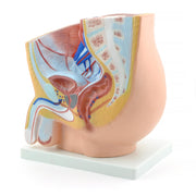 HeineScientific Male Pelvis Anatomical Model