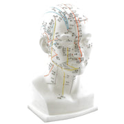 HeineScientific Head Acupuncture Model