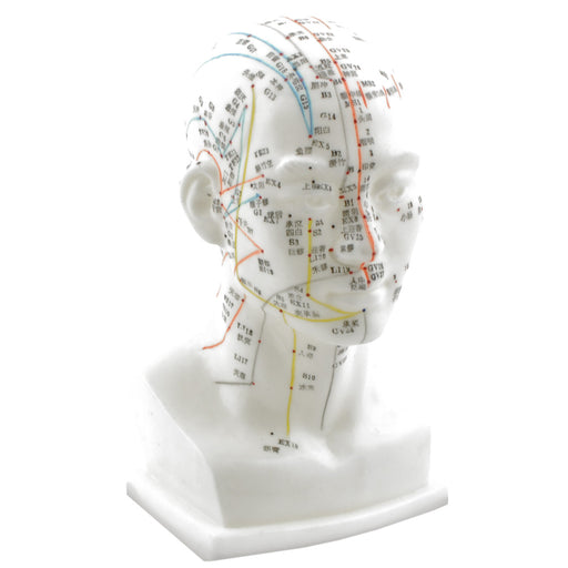 HeineScientific Head Acupuncture Model