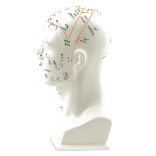 HeineScientific Head Acupuncture Model