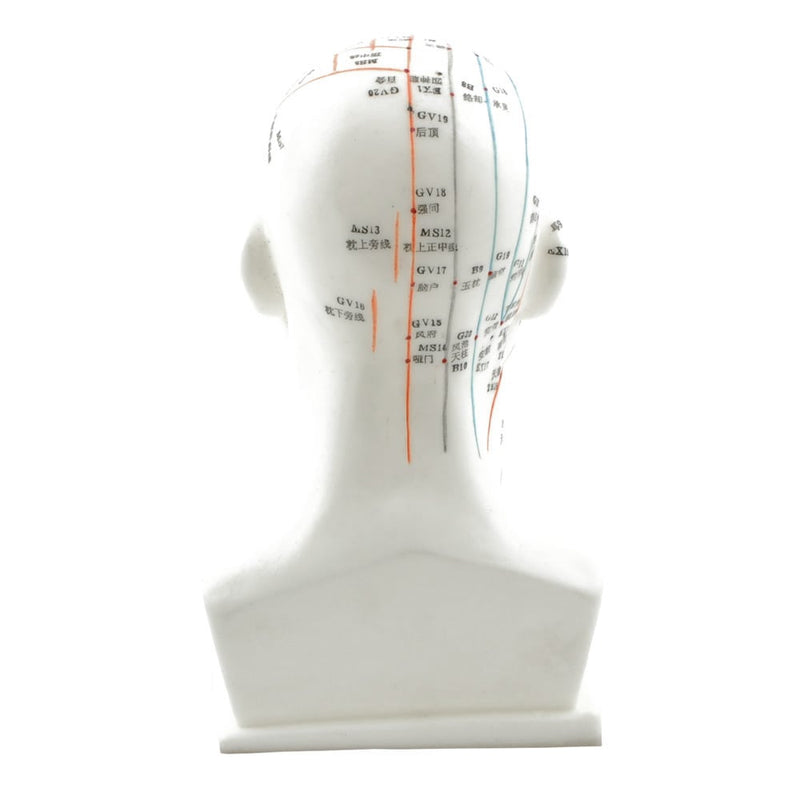 HeineScientific Head Acupuncture Model