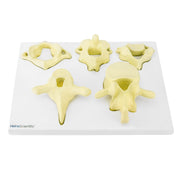 HeineScientific Vertebrae Types Anatomical Model