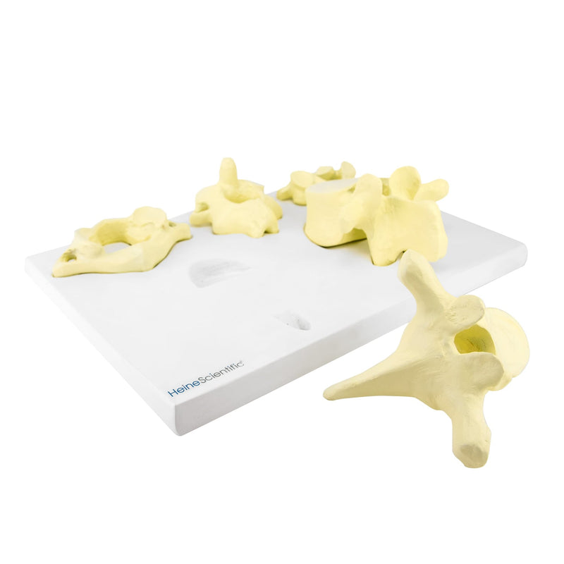HeineScientific Vertebrae Types Anatomical Model