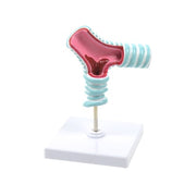 HeineScientific Tracheal Bifurcation Model