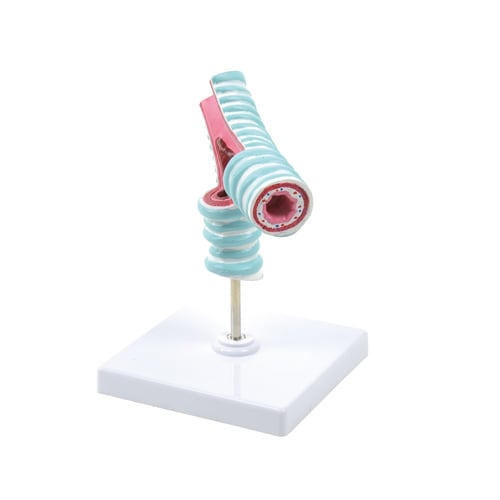 HeineScientific Tracheal Bifurcation Model