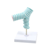 HeineScientific Tracheal Bifurcation Model