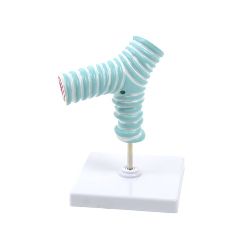 HeineScientific Tracheal Bifurcation Model