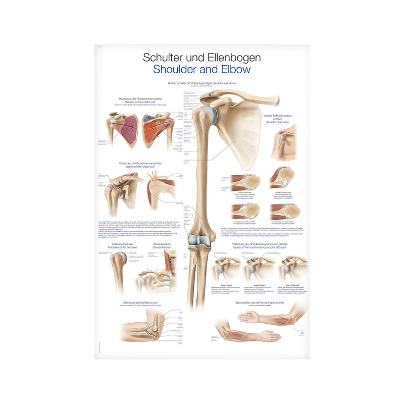 Erler-Zimmer Shoulder and Elbow Anatomical Wall Chart