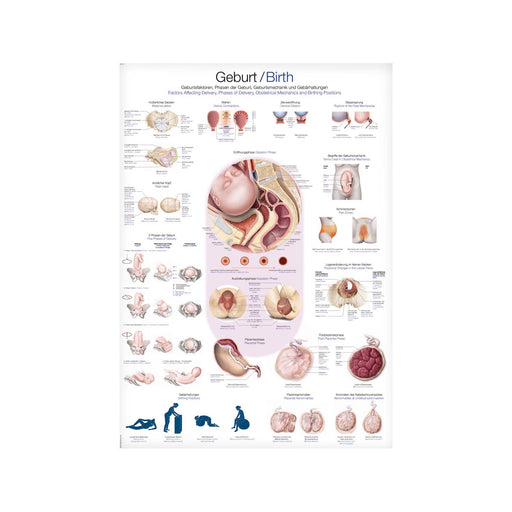 Erler-Zimmer Birth Wall Chart 70x100 cm