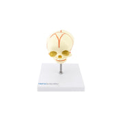 HeineScientific Foetus Skull Anatomical Model with Stand