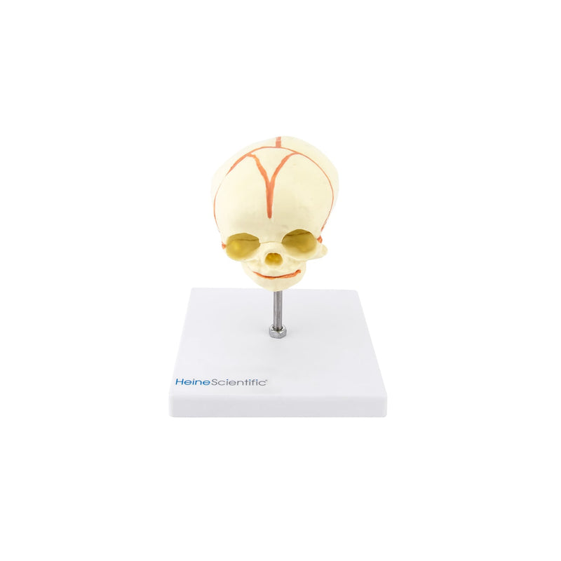 HeineScientific Foetus Skull Anatomical Model with Stand