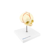 HeineScientific Foetus Skull Anatomical Model with Stand