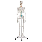 Erler-Zimmer Oscar School Skeleton Model with Rolling Stand