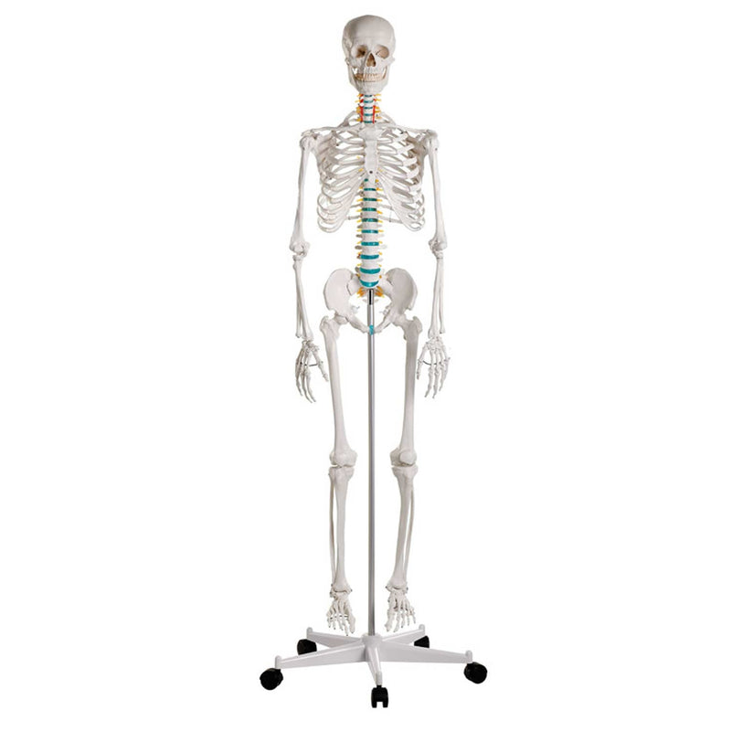 Erler-Zimmer Oscar School Skeleton Model with Rolling Stand