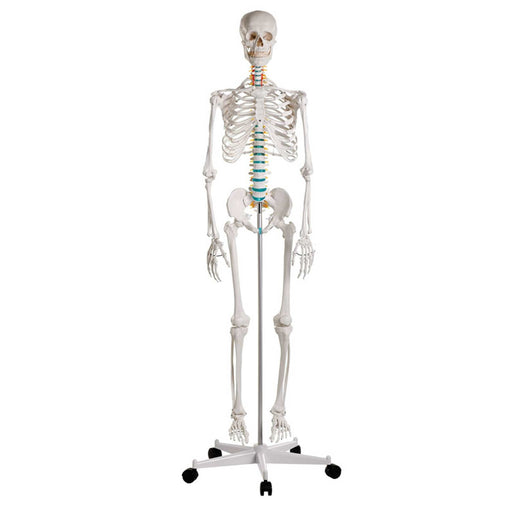 Erler-Zimmer Oscar School Skeleton Model with Rolling Stand