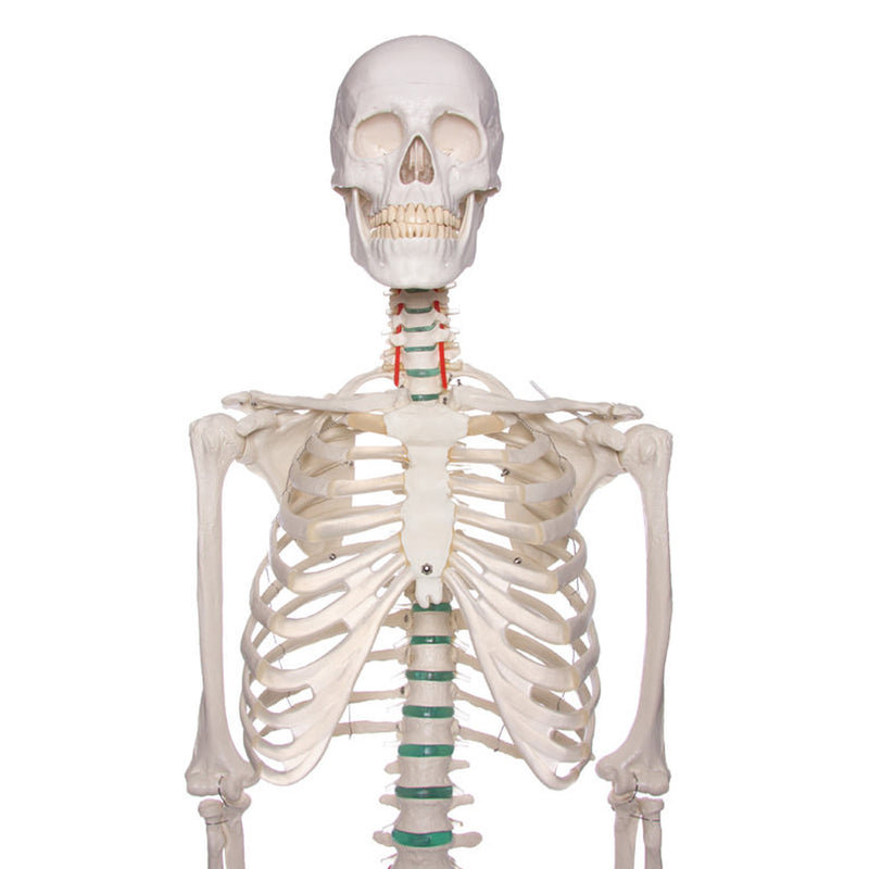 Erler-Zimmer Oscar School Skeleton Model with Rolling Stand