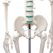 Erler-Zimmer Oscar School Skeleton Model with Rolling Stand