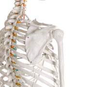 Erler-Zimmer Oscar School Skeleton Model with Rolling Stand