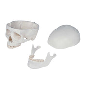 Erler-Zimmer Oscar School Skeleton Model with Rolling Stand