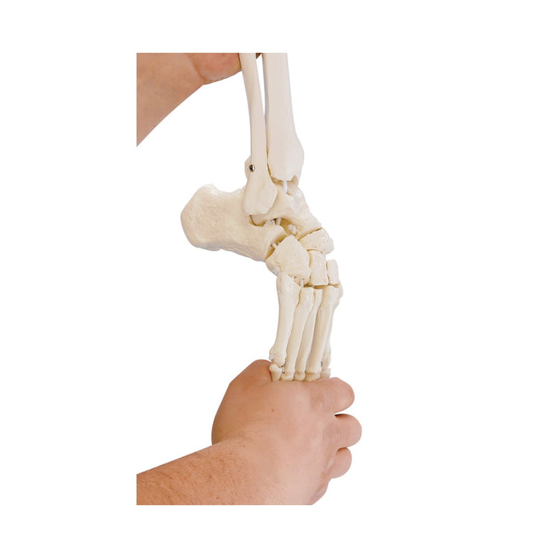 Erler-Zimmer Foot Skeleton Model